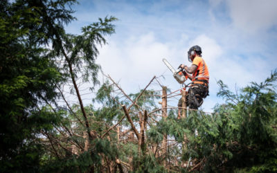 Factors to Consider When Choosing a Tree Trimming Company