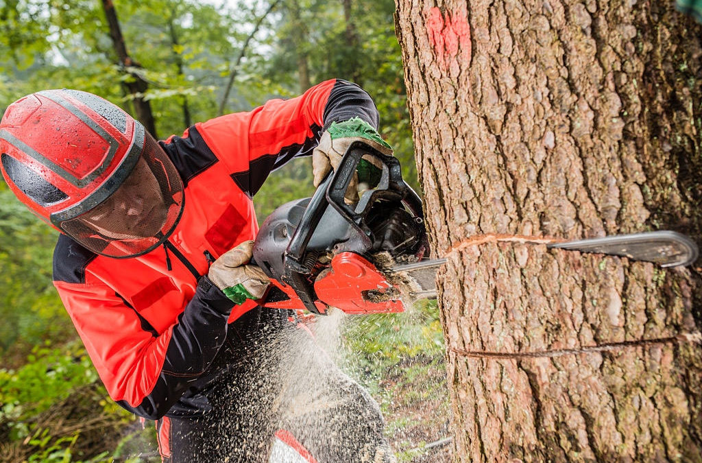 The Importance of Tree Removal