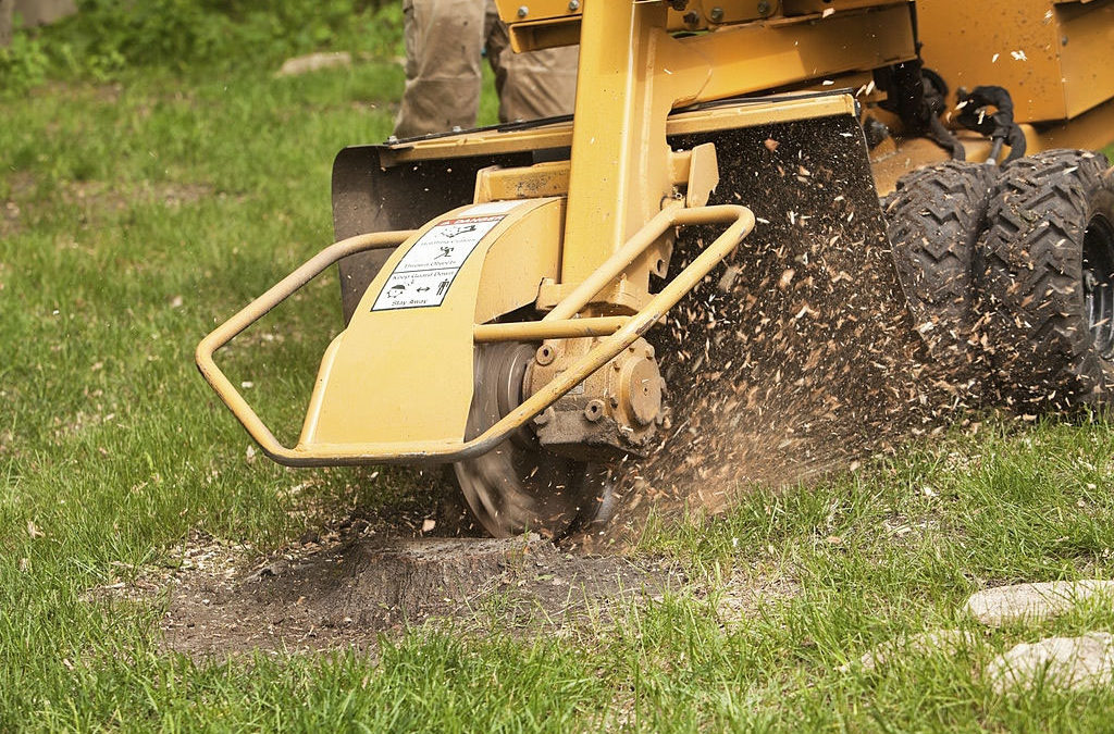 Using Stump Grinding For Finishing Your Timber